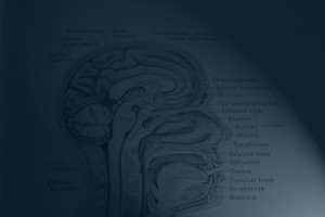 SH-body-brain-1