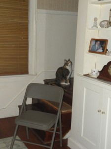 Cat looking upstairs