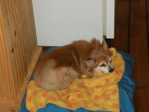 The Dog