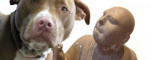 bald-pitbull-puppy