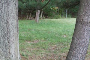 portal_trees
